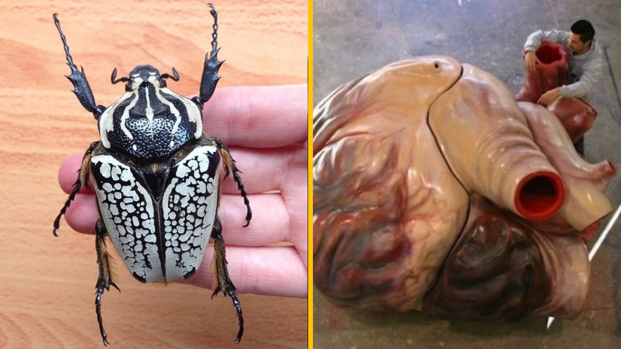 11 fotografií, ktoré ukazujú, že niektoré veci sú oveľa väčšie než ste si mysleli