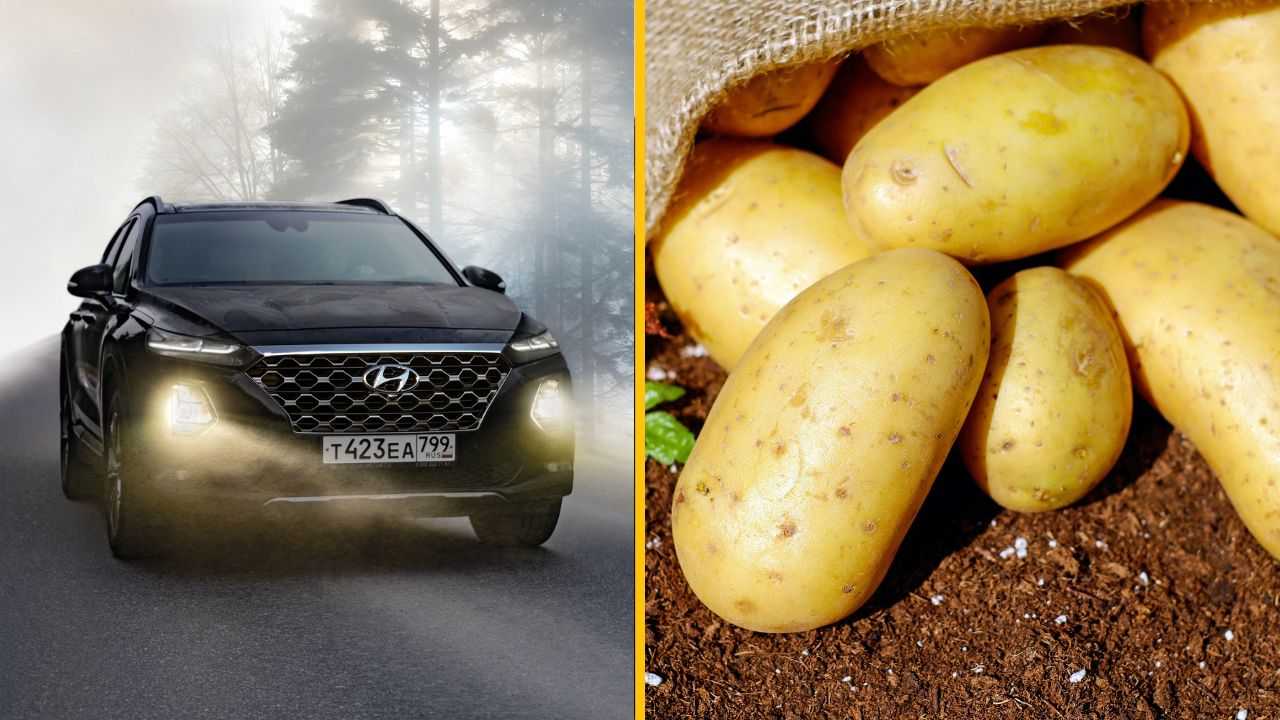 Expert tvrdí, že by mal mať každý šofér v aute surový zemiak. Je to vraj otázka bezpečnosti