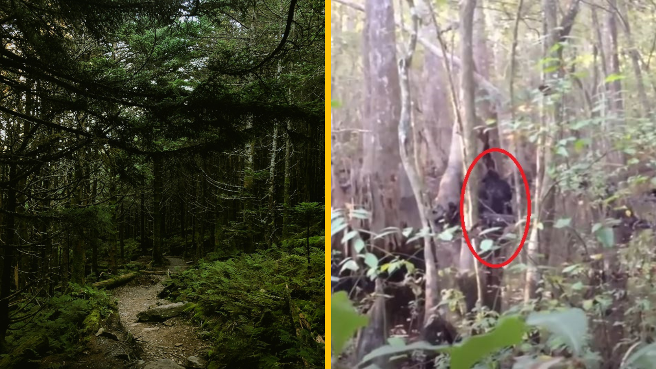 Muž na kameru zachytil Yetiho – ľudia to považujú za najlepšie zábery, aké boli kedy natočené