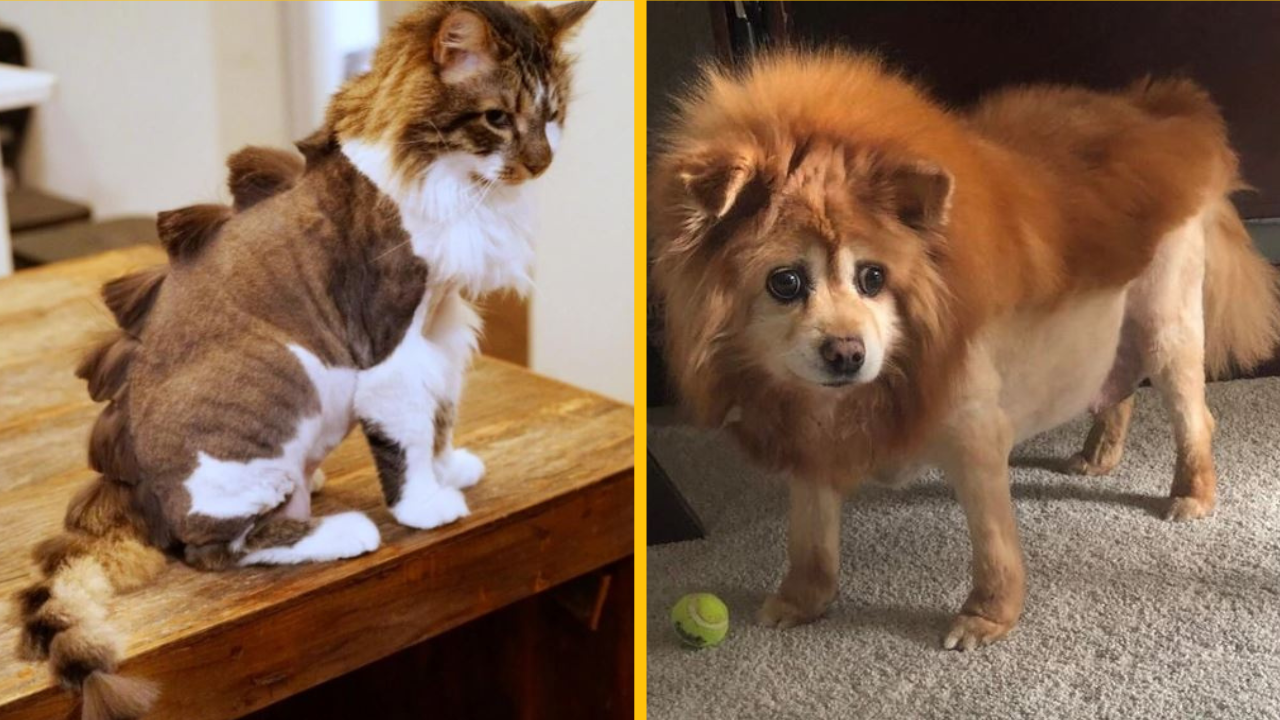 20 majiteľov domácich zvierat, ktorí si nabudúce trikrát rozmyslia, či sa ich rozhodnú vziať ku kaderníkovi