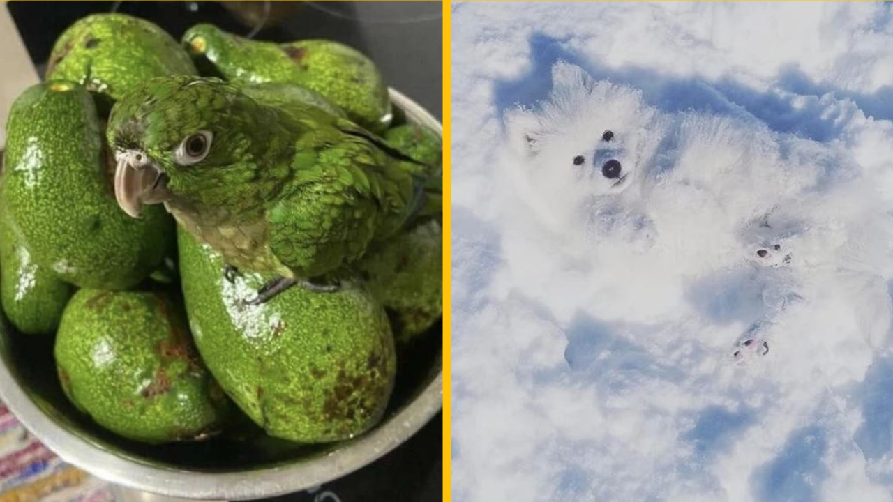 18 domácich miláčikov, ktorí dokonale zvládli umenie maskovania ​