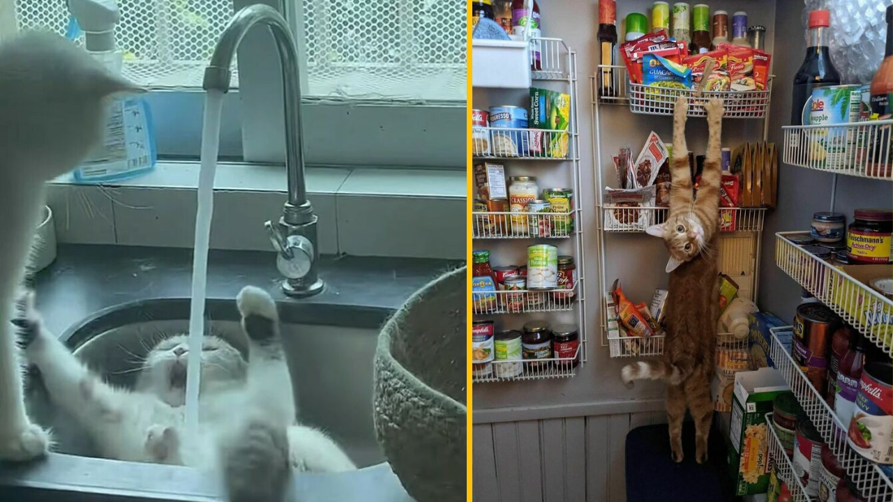 18 fotiek domácich miláčikov, ktoré vás pobavia #1