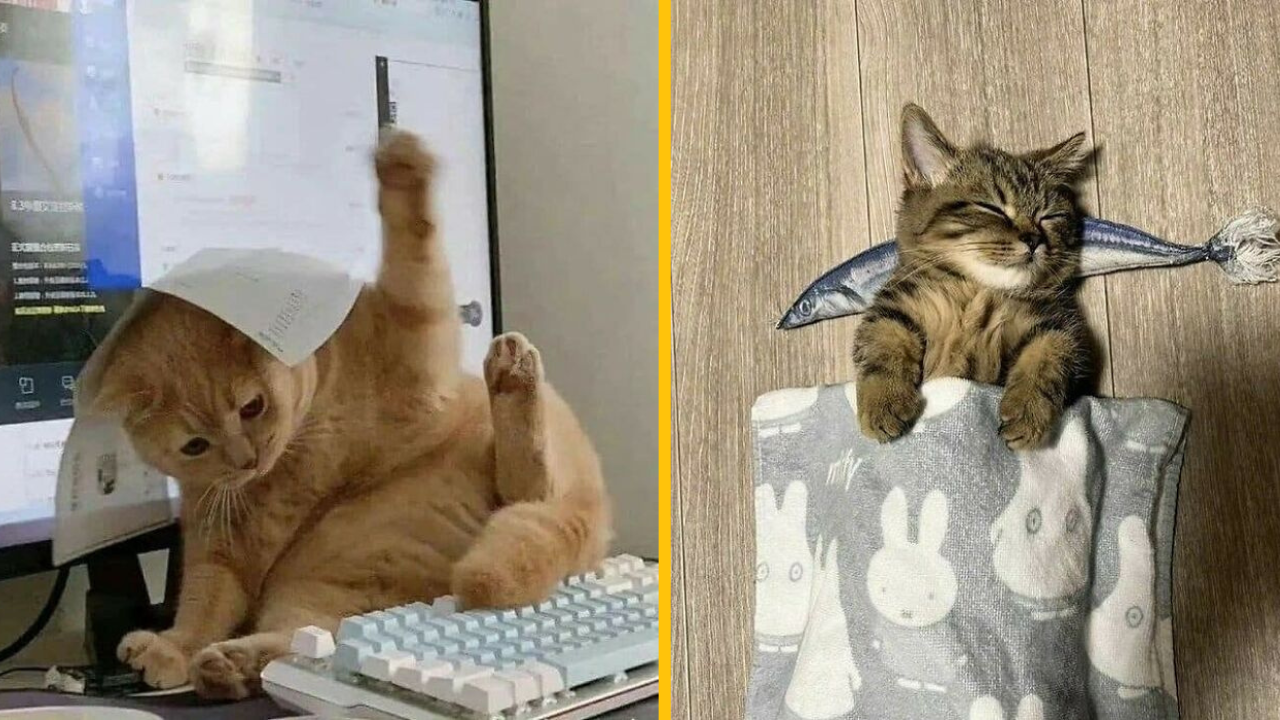 18 fotiek domácich miláčikov, ktoré vás pobavia #2