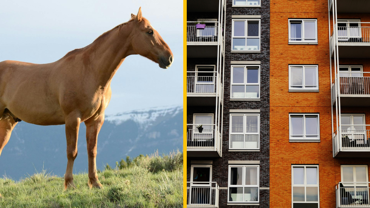 Muž sa snažil skryť ukradnutého koňa vo svojom byte na treťom poschodí + VIDEO