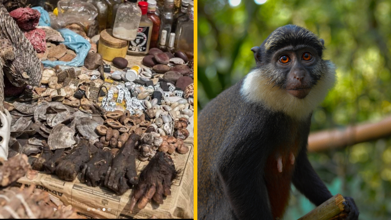 Na bostonskom letisku sa v batožine našli pozostatky mumifikovaných opíc