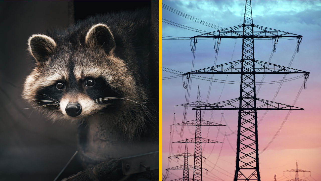 Medvedík čistotný vypol elektrinu tisícke ľudí v centre Toronta