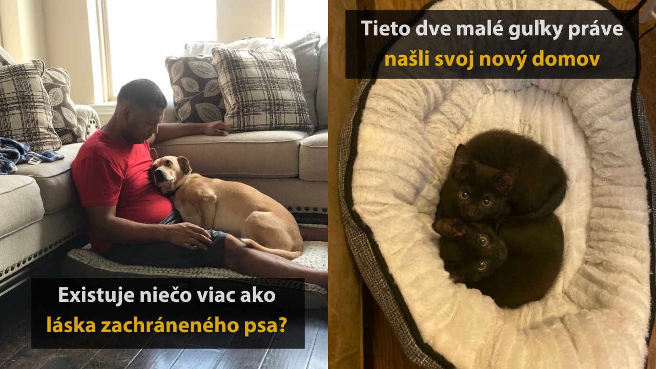 Nekupuj, adoptuj – 15 dojímavých príbehov zachránených zvierat so šťastným koncom #3