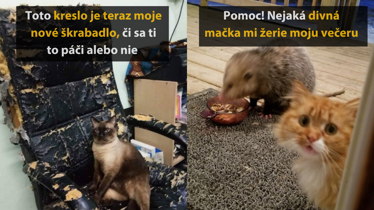 15 zábavných fotografií zvierat, ktoré vás určite rozosmejú #1