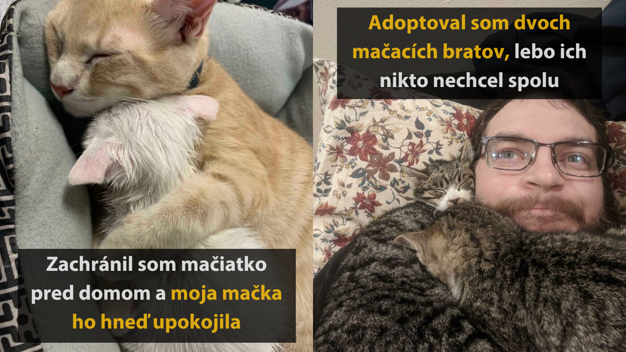 Nekupuj, adoptuj – 15 dojímavých príbehov zachránených zvierat so šťastným koncom #1