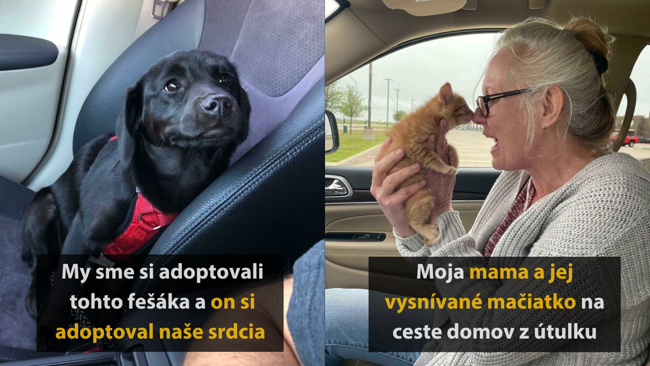 Nekupuj, adoptuj – 15 dojímavých príbehov zachránených zvierat so šťastným koncom #2