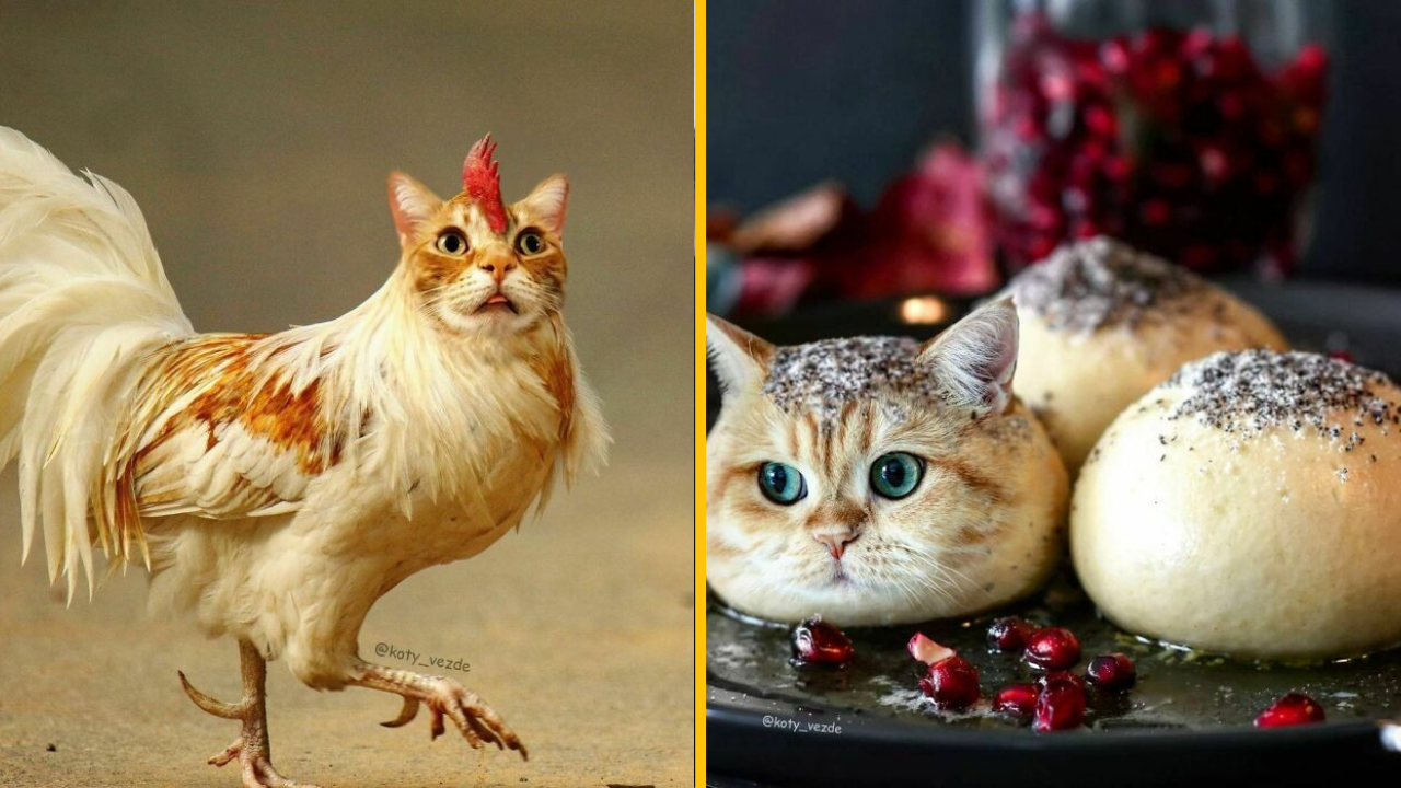 Žena vytvorila profil „Mačky všade“, kde doslova nájdete fotografie mačiek, ktorých tvár je všade