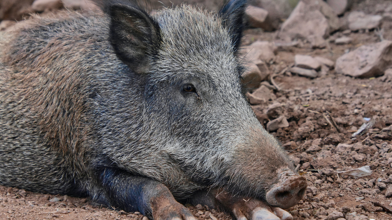 Pár z Belgicka žije v jednej domácnosti s diviakom. Považujú ho za súčasť ich rodiny, spí na ich gauči