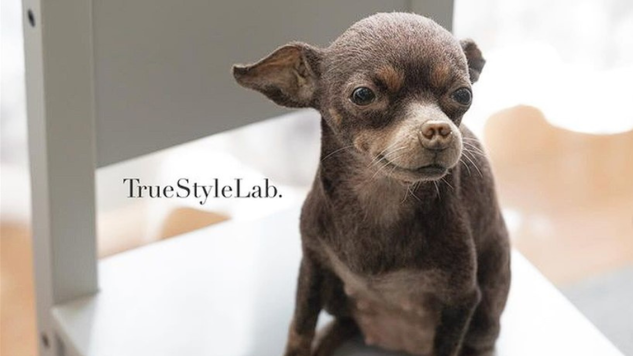 Terumi Ohta dokáže vytvoriť niečo nevídané. Z vlny vytvára napodobeniny psov, ktoré vyzerajú ako živé