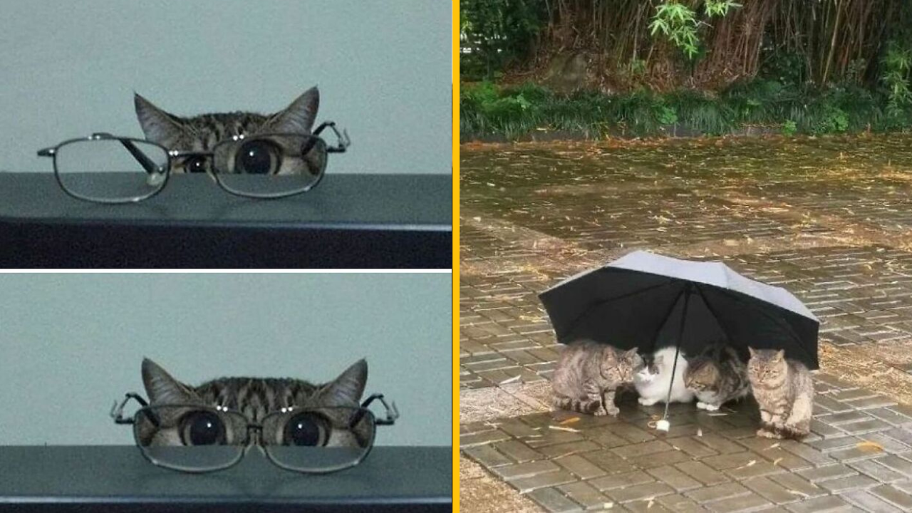 12 fotografií mačiek, ktoré dokazujú, že sú ten najrozkošnejší a najzábavnejší živočíšny druh (1. časť)