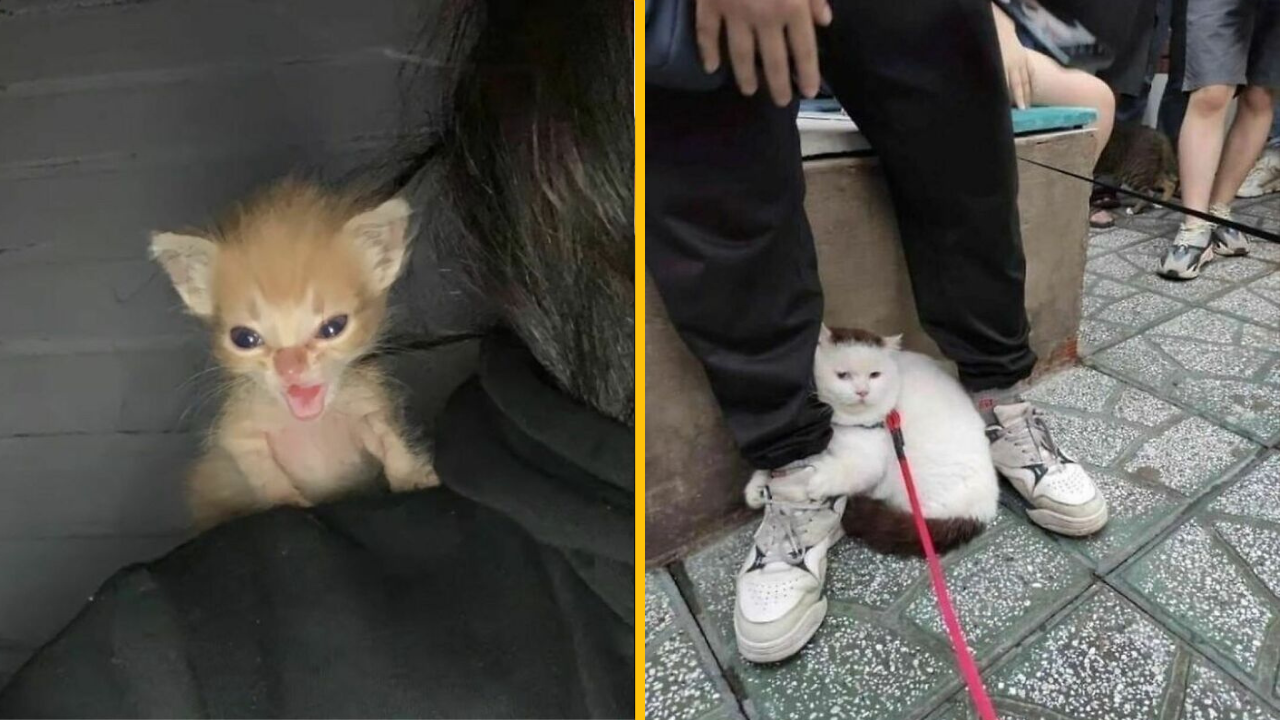 12 fotografií mačiek, ktoré dokazujú, že sú ten najrozkošnejší a najzábavnejší živočíšny druh (2. časť)