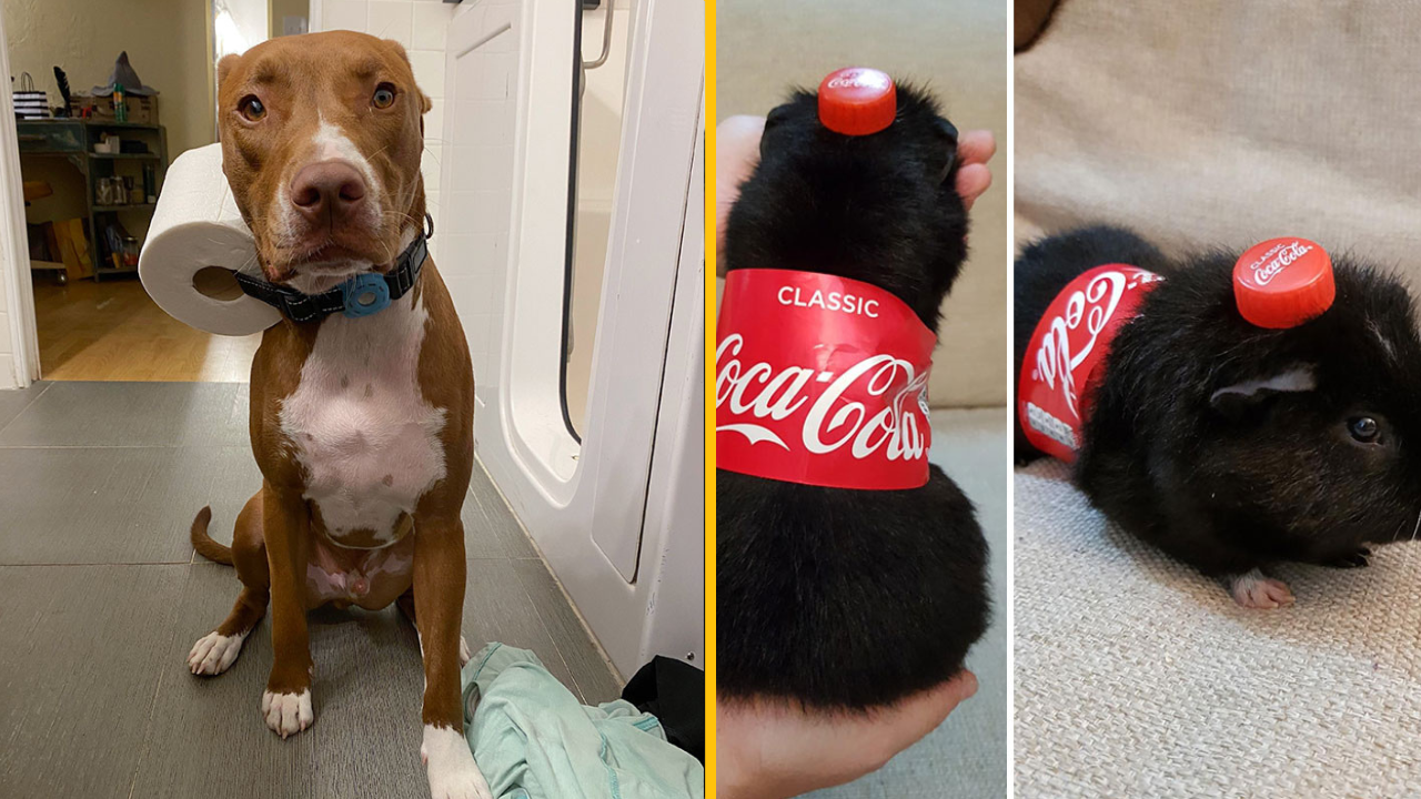 Týchto 10 partneriek so zmyslom pre humor by chcel mať každý chlap (1. časť)