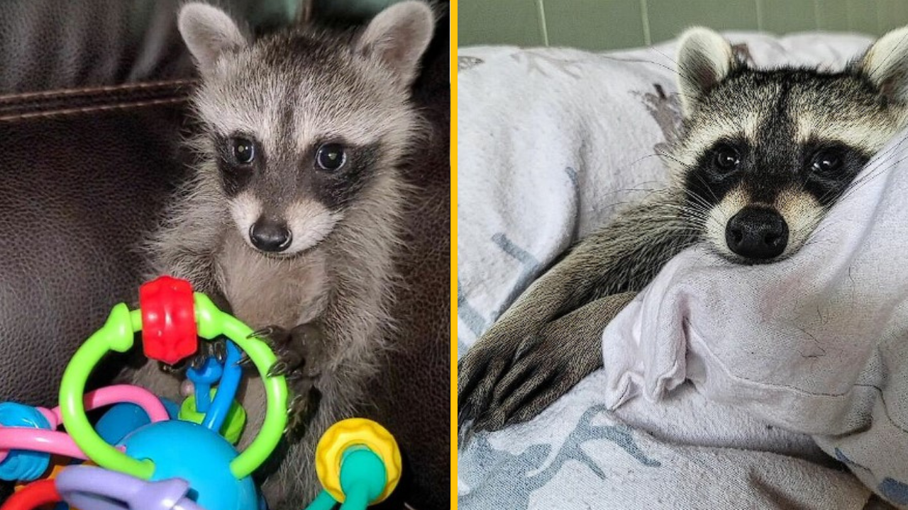 Medvedík čistotný si prešiel náročnou cestou, no dnes žije život naplno. Elio roztopil srdcia ľudí na internete