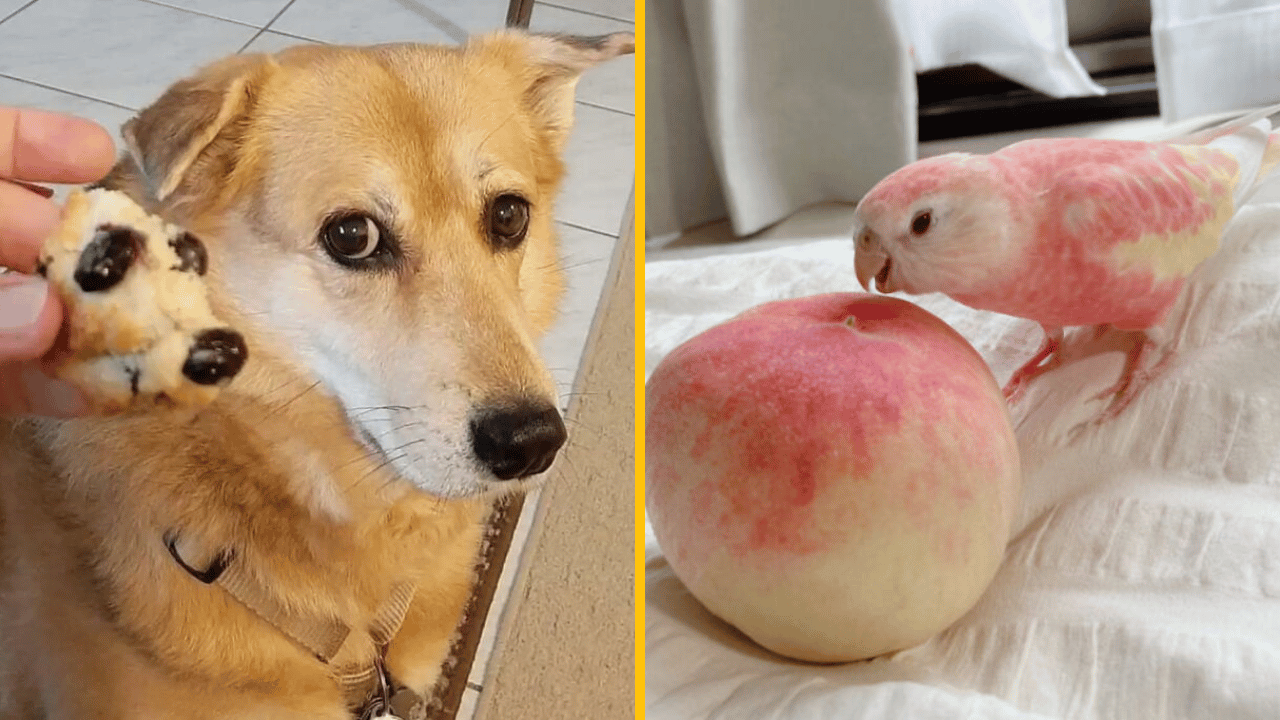 10 fotografií zvierat, ktoré priam neuveriteľne pripomínajú jedlo