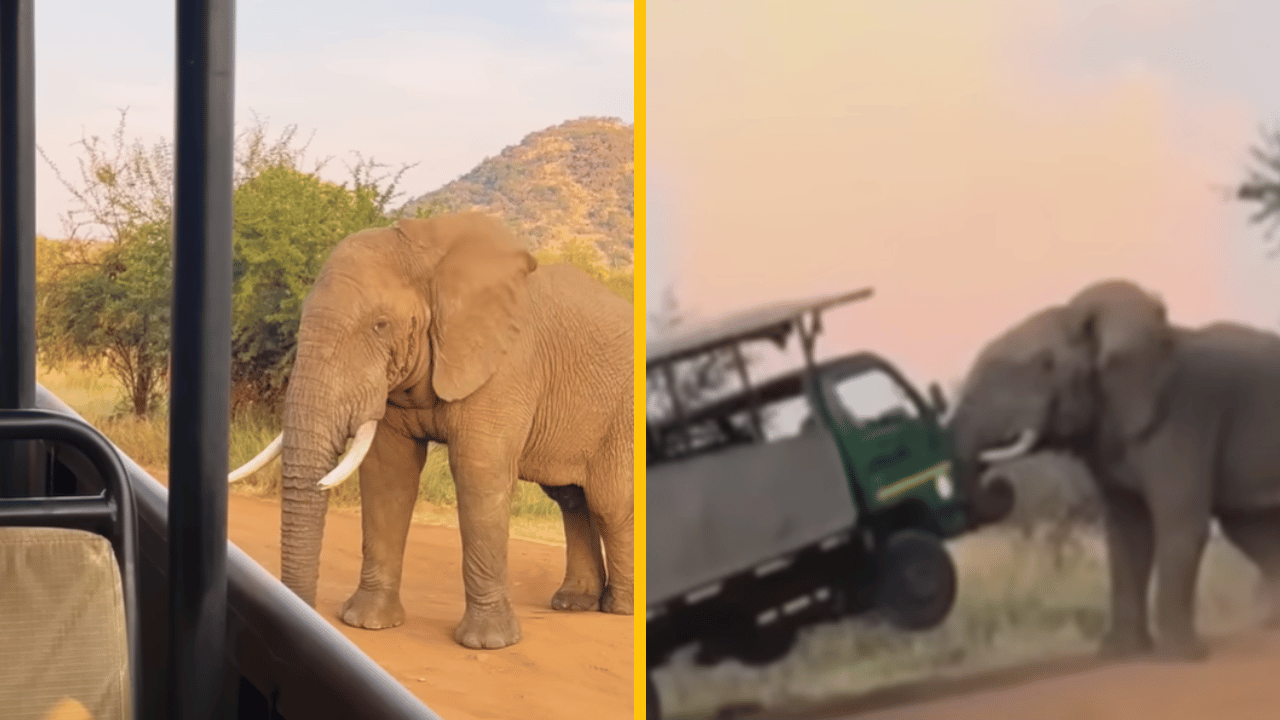 Slon zdvihol safari auto plné ľudí zo zeme – desivé zábery zachytené na kameru
