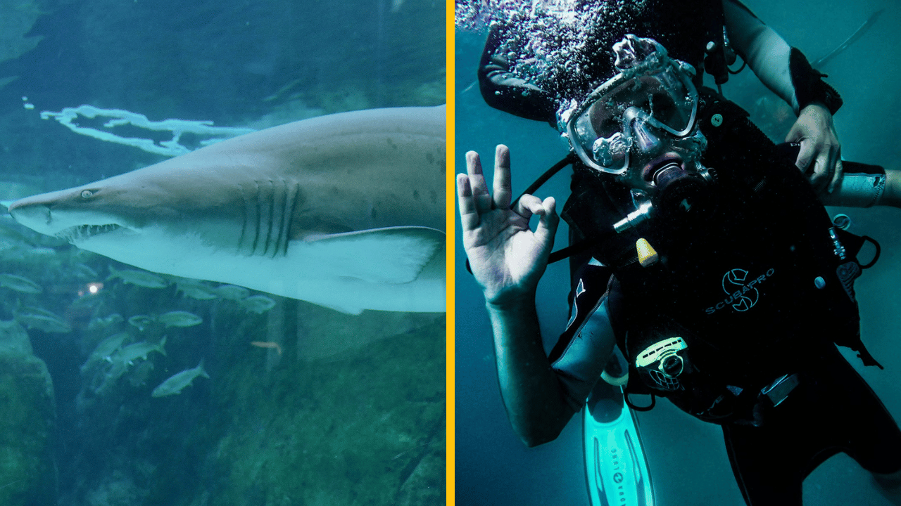 Na muža v akváriu zaútočil žralok, nádrž sa začala plniť krvou – hrôzostrašné video