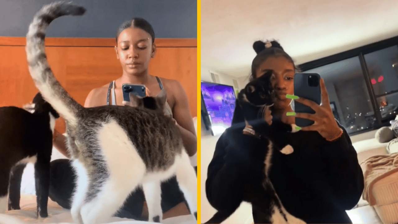 Svoju mačku našla zamurovanú za kuchynskou linkou!