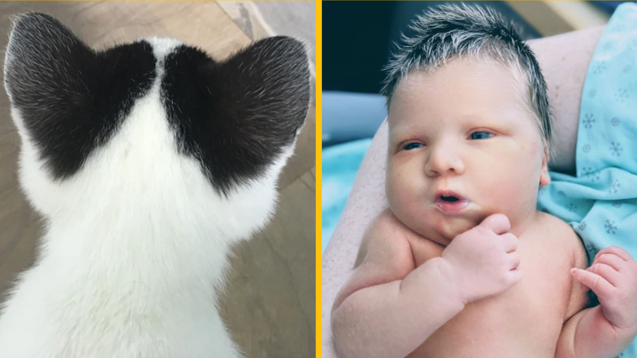 16 jedinečných ľudí a zvierat, ktoré sa narodili, aby vyčnievali z davu