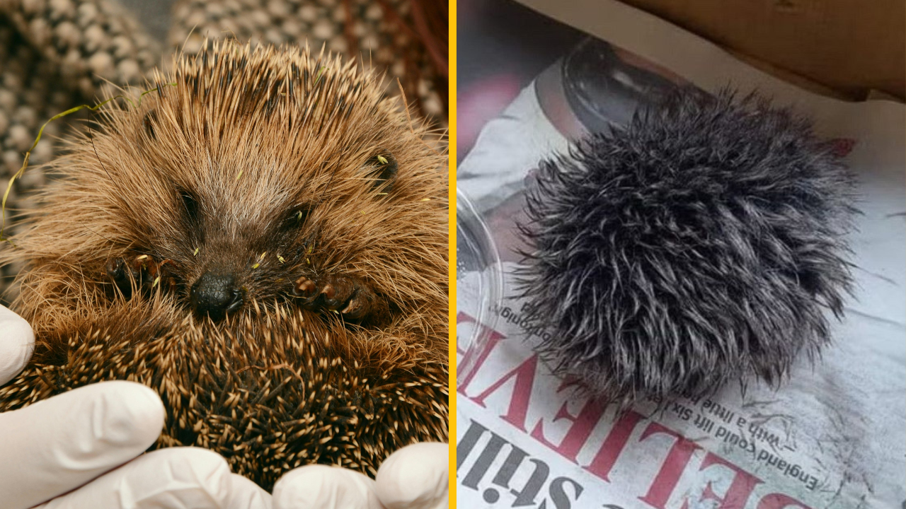 Žena sa starala o zachránené mláďa ježka. Ukázalo sa však, že je to brmbolec z čiapky