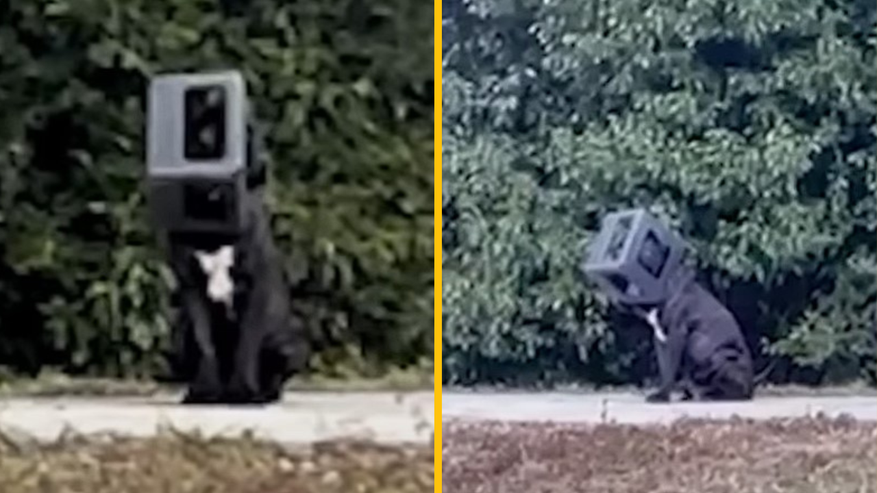 Zatúlaný pes žil takmer rok s plastovou škatuľou na hlave. Konečne sa dočkal šťastného konca