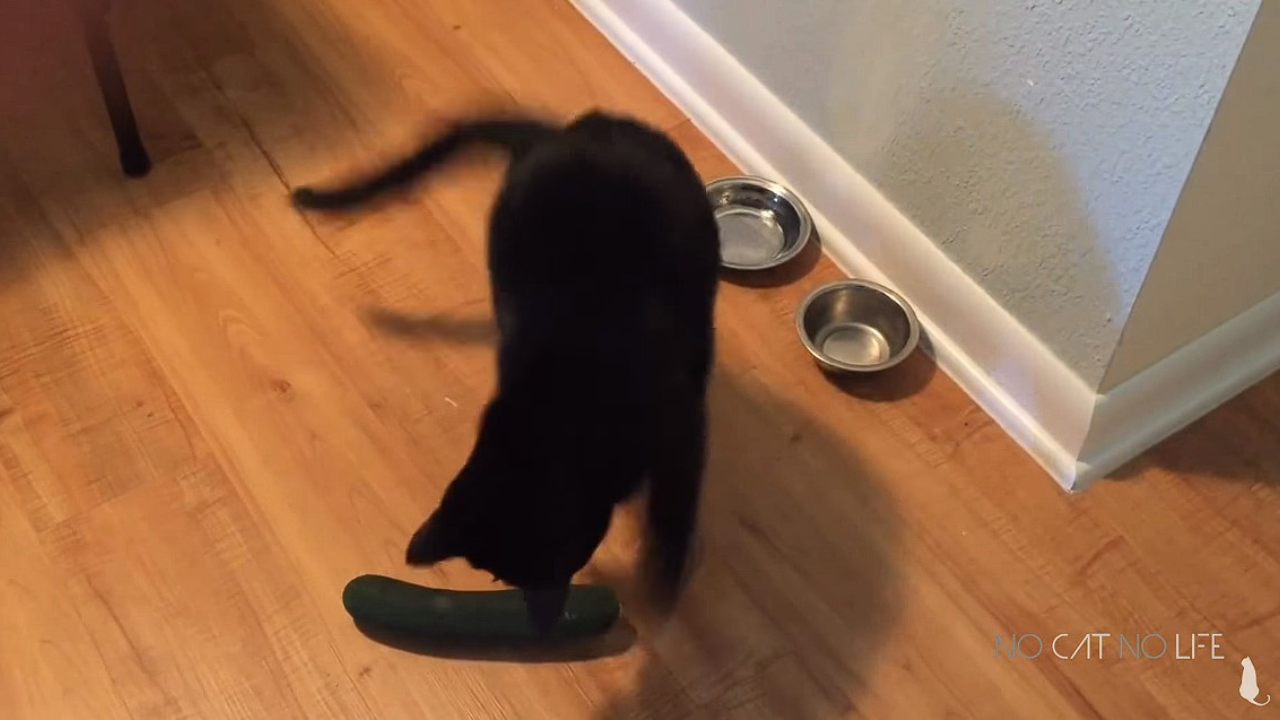 Zaujímalo vás niekedy, prečo sa mačky boja uhoriek? Poznáme odpoveď!