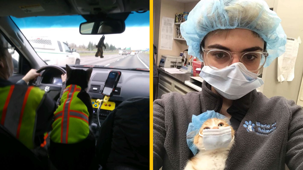 11 fotiek pracujúcich mačiek (1. časť)