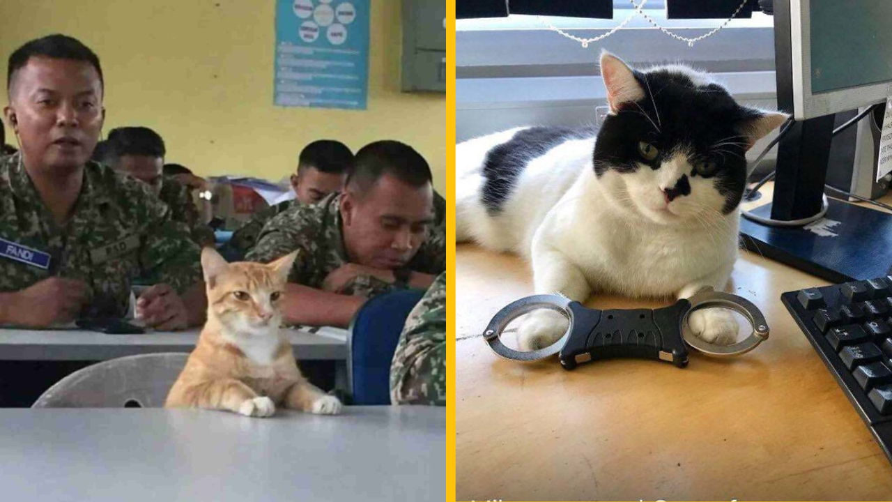 11 fotiek pracujúcich mačiek (2. časť)