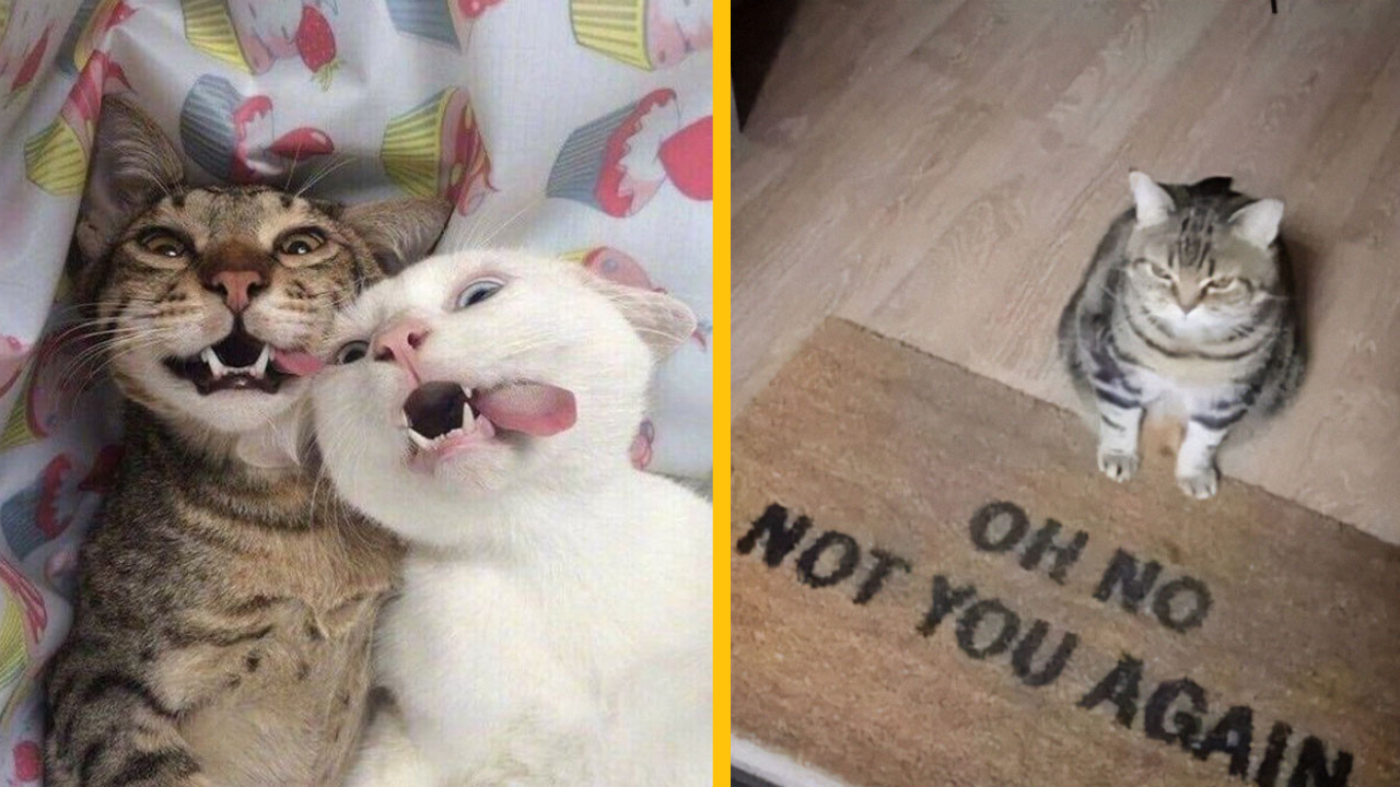 13 najzábavnejších fotiek mačiek #1