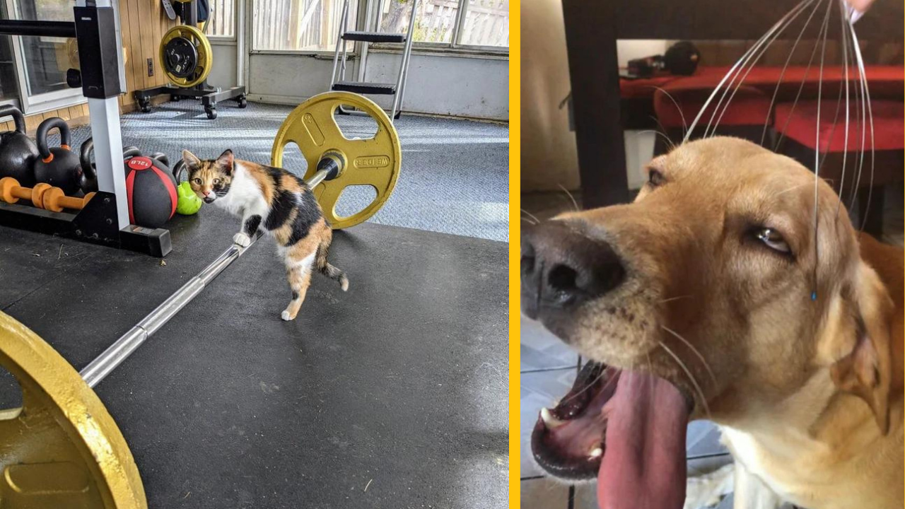 17 fotiek, ktoré dokazujú, že zvieratá nás dokážu napodobniť lepšie, ako by sme si mysleli