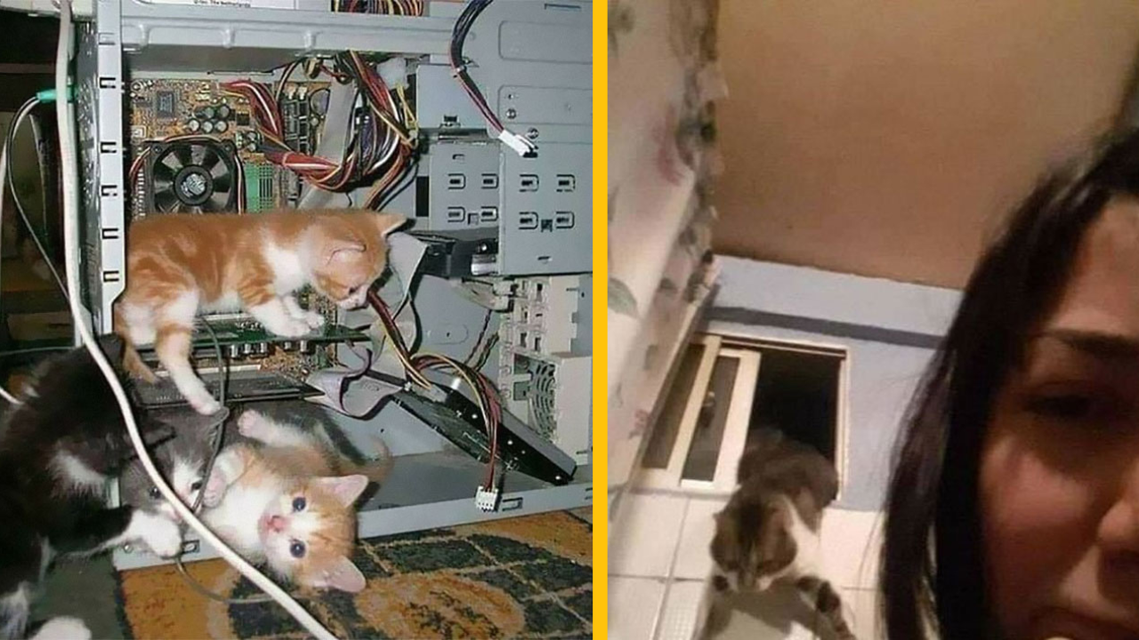 13 najzábavnejších fotiek mačiek #3