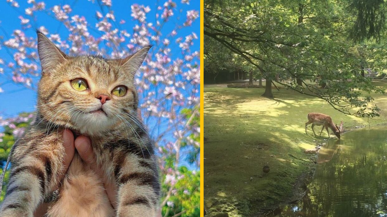 16 roztomilých fotiek, ktoré vám zaručene zlepšia váš deň #1