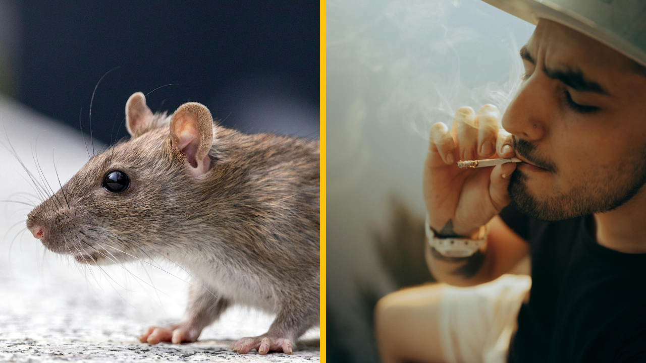 Potkany zožrali marihuanu z policajnej vyšetrovacej miestnosti