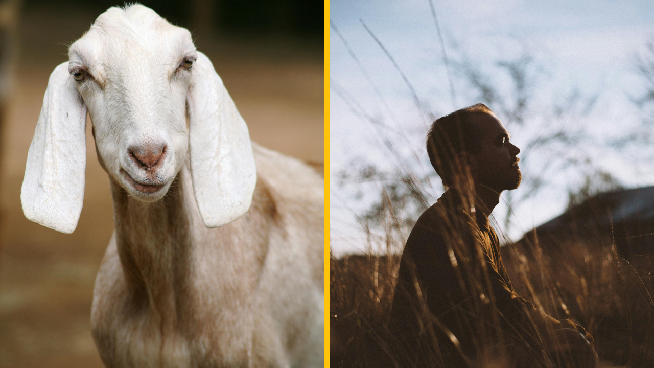 Muž, ktorý žil ako koza hovorí: „Je to zvláštna doba. Bolo zábavné byť na chvíľu oslobodený od stresu.“
