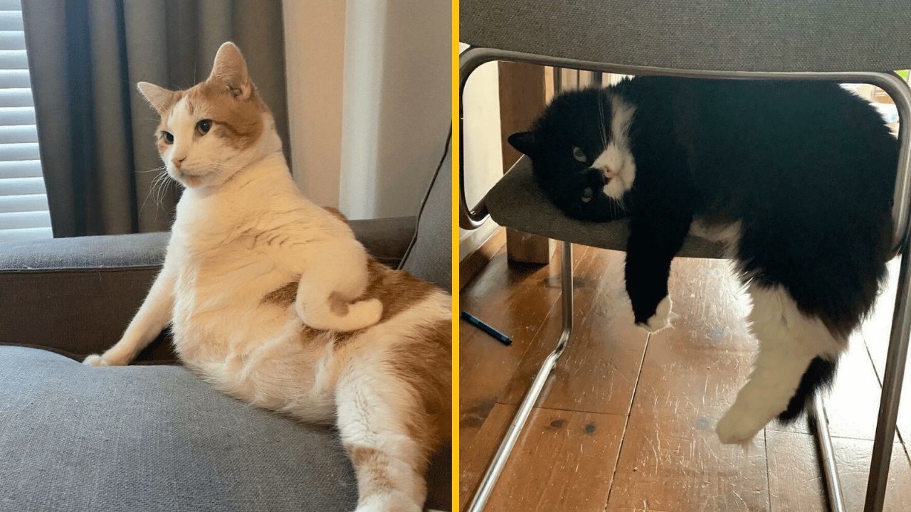 10 vtipných fotografií mačiek, ktoré dokonale odzrkadľujú ich povahu