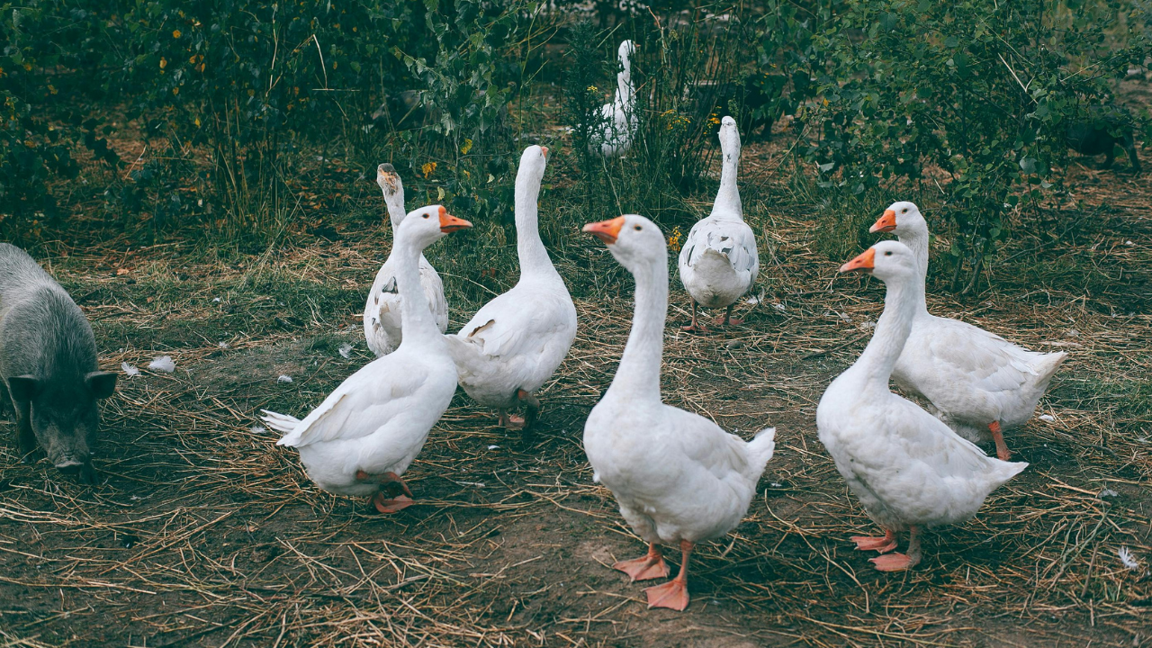 Väznice nahradili strážnych psov husami. Keď sa niekto snaží ujsť, začnú hlasno gágať