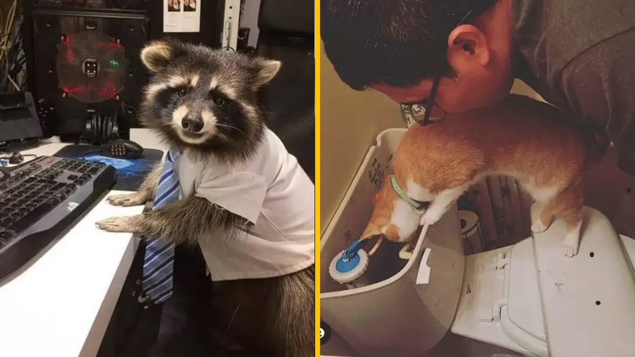 11 rozkošných fotografií pracujúcich zvierat