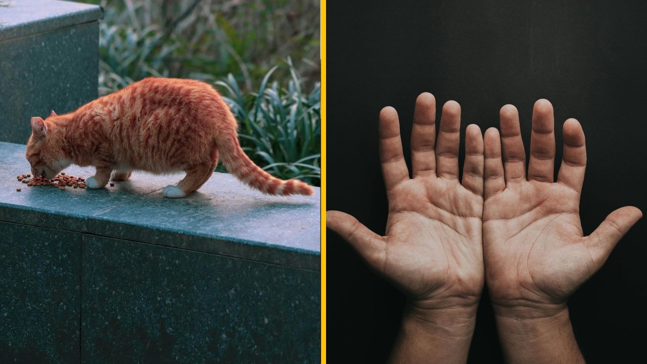 Ľudia prezradili, aké najdivnejšie veci mali tú česť vidieť na verejnosti