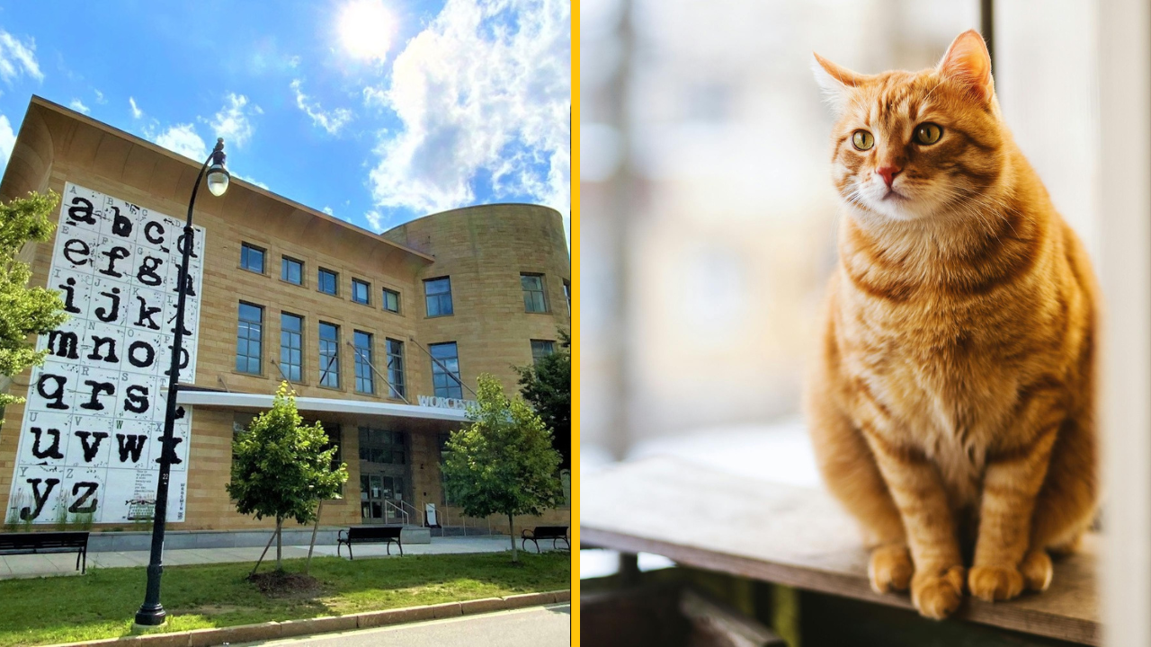 Táto knižnica vám odpustí všetky pokuty. Stačí, keď ich „zaplatíte“ fotkami vašej mačky