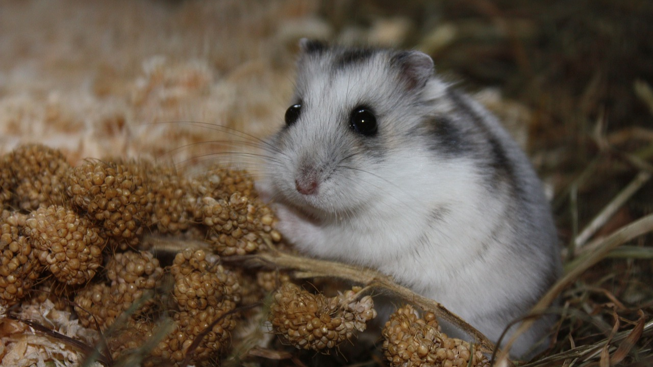 Žena vzala svojho mŕtveho škrečka na výlet po Európe. Vraj to robí, lebo miloval cestovanie