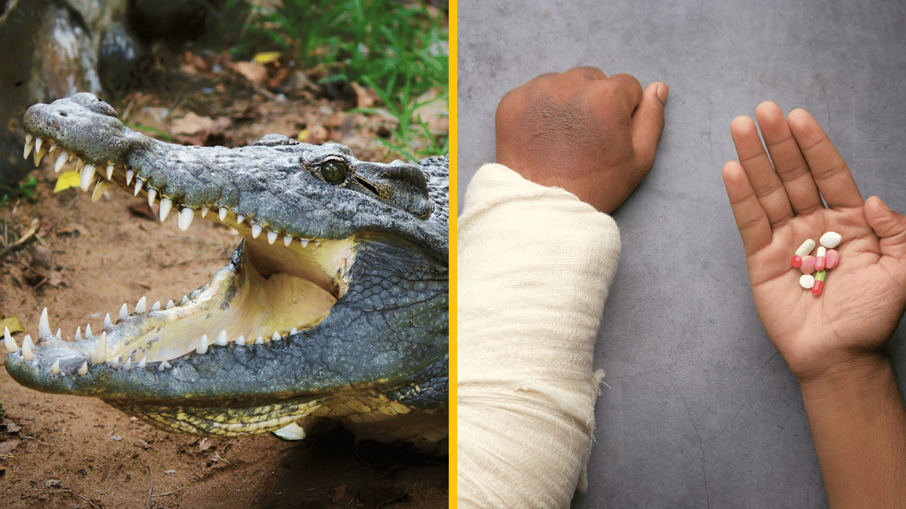 Aligátor napadol ošetrovateľku – zachránil ju návštevník ZOO