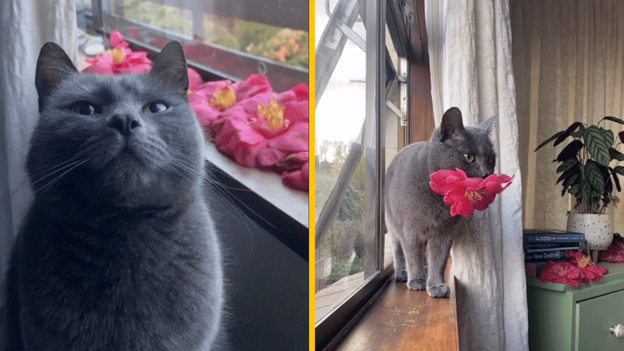 Mačka nosí svojmu adoptívnemu majiteľovi každý deň čerstvé kvety, na znak oddanosti a vďačnosti