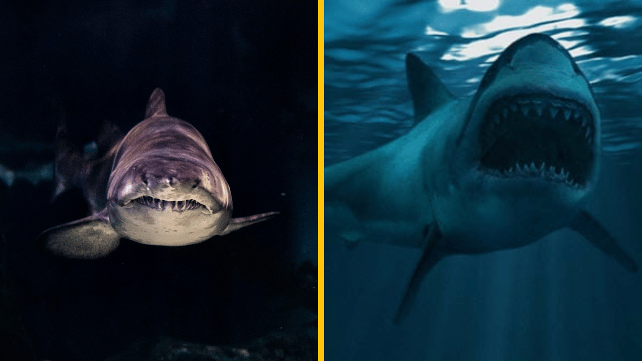 Muž natočil GoPro kamerou morský život pod mólom pre rybárov – šokujúce zábery