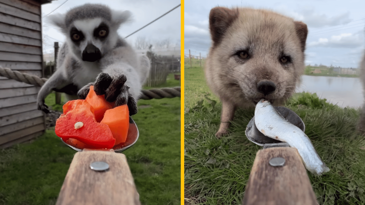 Kŕmenie zvierat lyžičkou – rozkošné fotky a videá