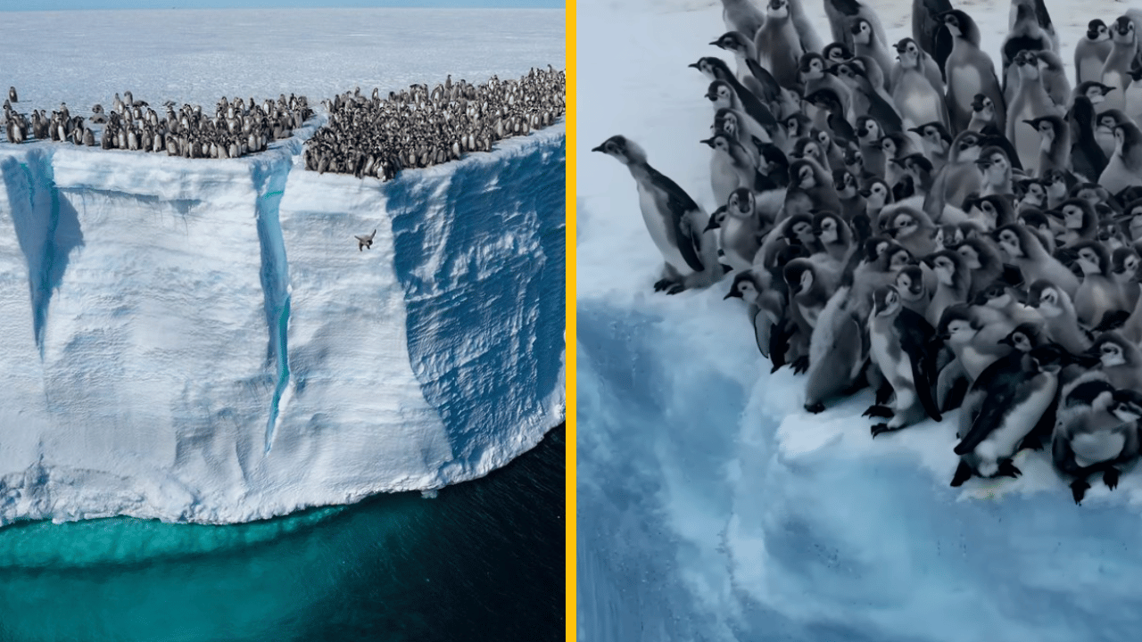 Mláďatá tučniaka obrovského skočili z 15-metrového útesu – neuveriteľné a prvýkrát zachytené zábery