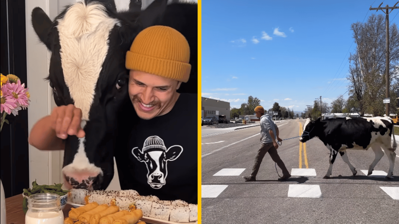 Vtipné zábery – ako sa krava dokáže stať plnohodnotným členom rodiny