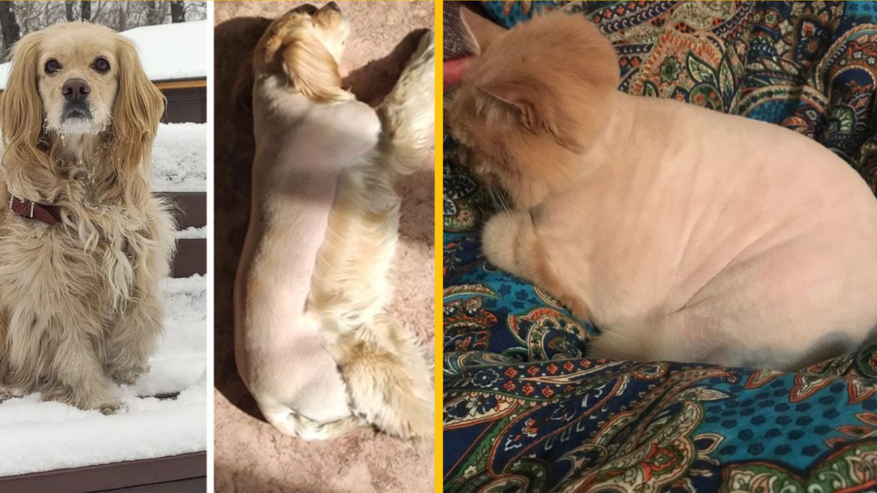 19 domácich miláčikov, ktorí sa nechali ostrihať a zmenili sa tak dramaticky, že ich majitelia sotva spoznali